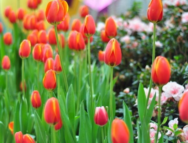 郁金香的颜色有哪些郁金香花色艳丽多样附不同颜色代表含义