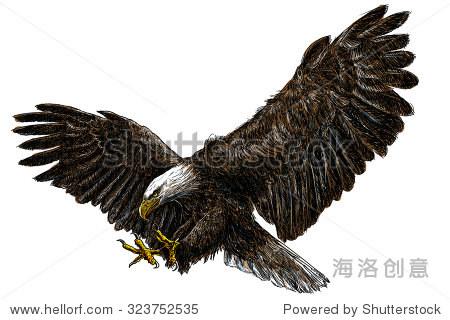bald eagle swoop landing draw and paint illustration on white