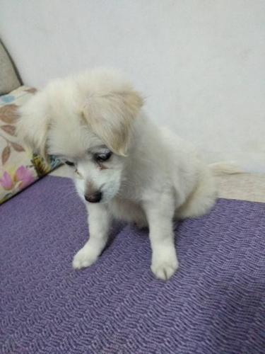 我这是一只什么品种的串串狗