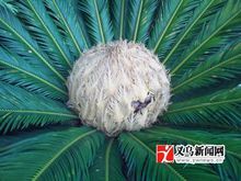 云南苏铁|7|33