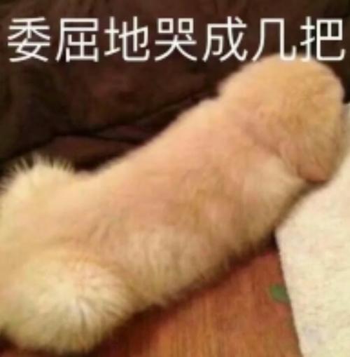 跟""几把猫很担心你""差不多的