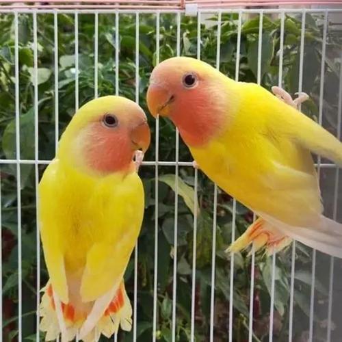 新手养牡丹鹦鹉的注意事项有哪些?它们的寿命是多久?