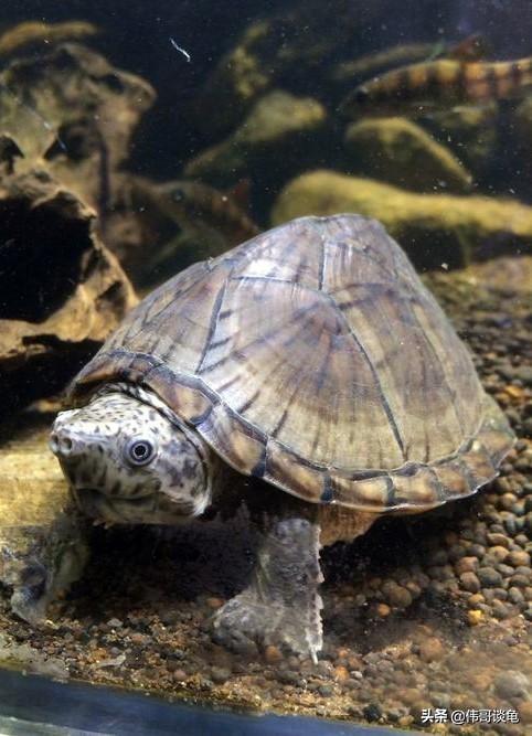 十大蛋龟漂亮的品种大全