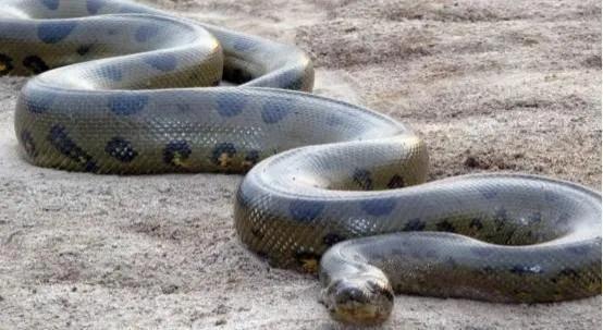 解放初期驻防秦岭老兵亲历大蛇故事水桶般粗仅蛇鳞就有巴掌大