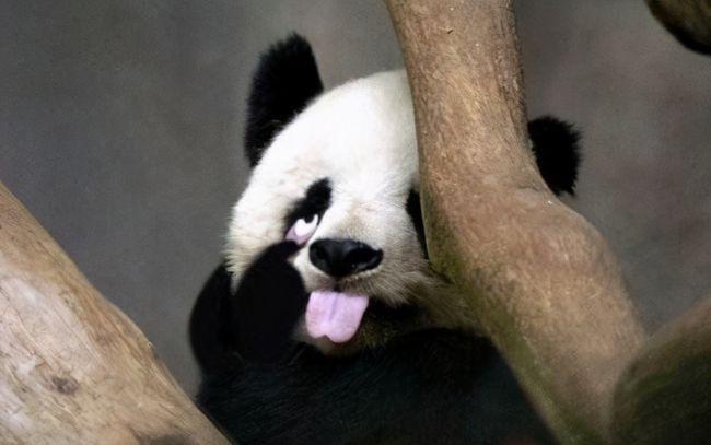 熊猫以前叫猫熊骆驼豹是啥盘点5种你熟知的动物命名的争议