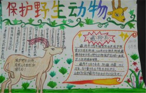 动物世界手抄报中学生小学生动物世界手抄报