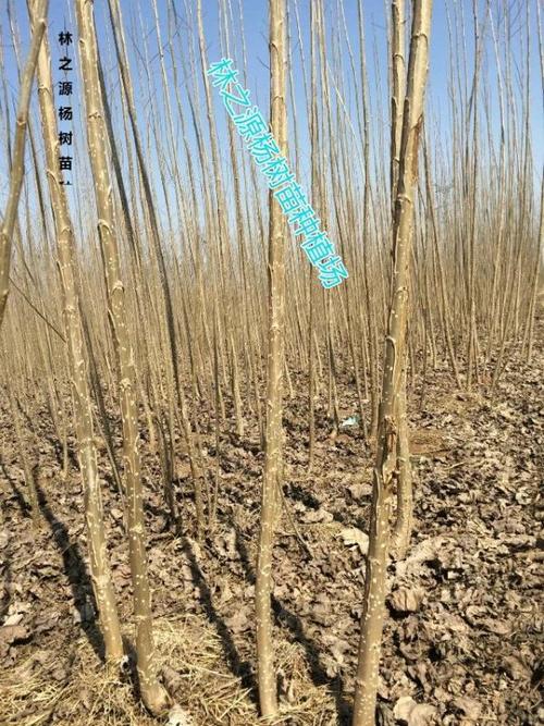 五公分白杨树苗价格 中国*大杨树苗基地批发在哪里