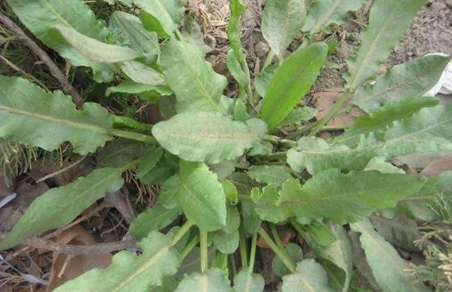 野菠菜是什么植物?