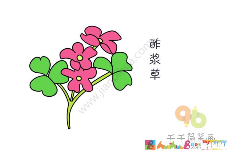 烂漫的酢浆草简笔画