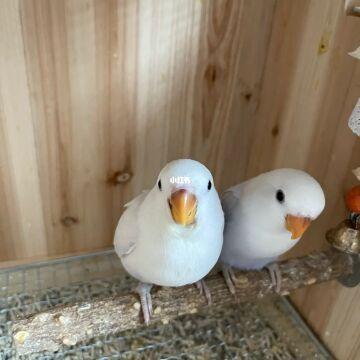 牡丹鹦鹉紫伊莎