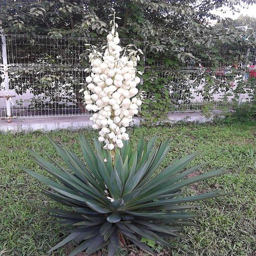 剑麻苗丝兰凤尾兰丝兰苗庭院植物铃铛花绿化苗四季青灯笼花批发