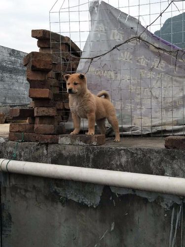 河池土猎犬多少钱