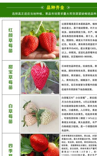 天仙醉草莓苗种植行情 草莓苗适合的种植环境 草莓种苗