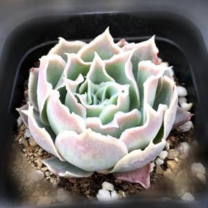 蓝丝绒 拉古娜 阿森松皱叶月影 水晶边多肉植物 肉肉 美美多肉