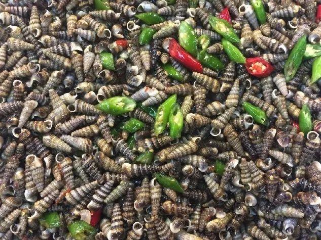 图一为超市常见的"香辣锥螺",已被敲掉了尾部,以方便人们食用,不然很