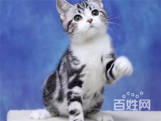 佳木斯宠物 佳木斯猫猫 佳木斯北美洲短毛猫  1/12