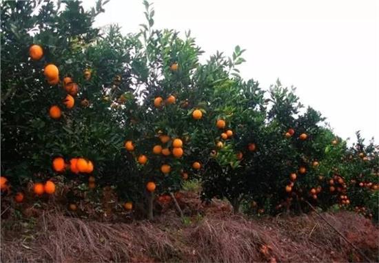 出发前往安远脐橙园.