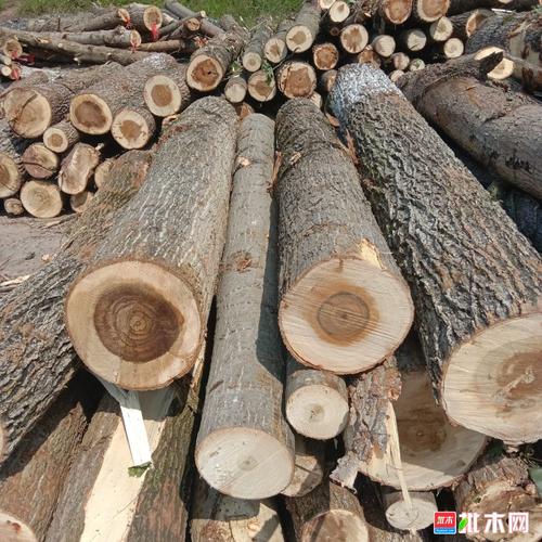 常年大量求购,白杨树,麻柳,马挂木,栗木,青冈,等多种木材