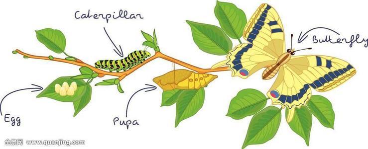 蝴蝶头毛毛虫身剪纸