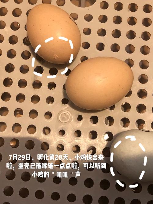 记小鸡孵化过程及成长