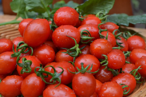 山东青岛平度圣女果 釜山88圣女果 小番茄 小西红柿