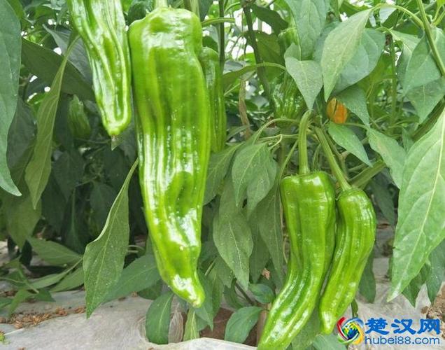 麻城辣椒介绍 麻城辣椒的历史及口感特点