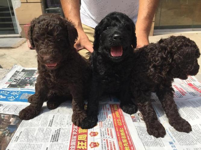 重庆狗狗之家宠物店名犬舍纯种巨型贵宾犬黑色红色巧克力色巨贵