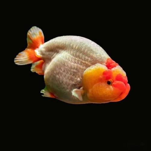 兰寿金鱼人工繁殖技术