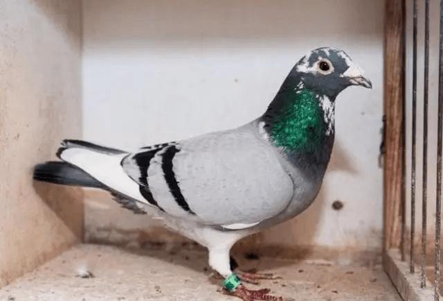 花头白条的雌鸽配什么鸽子合适?