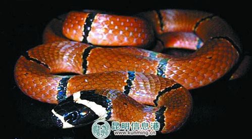 云南毒蛇排行榜