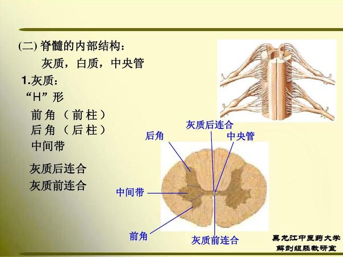 (二) 脊髓的内部结构: 灰质,白质,中央管 1.