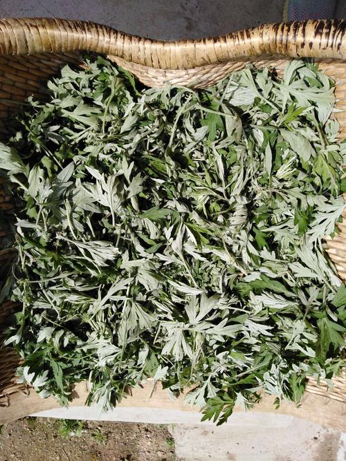 艾叶草的功效与作用,你绝想不到有这么多,快来瞧一瞧