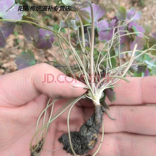 天葵子千年老鼠屎新鲜现采的全株野生紫背天葵带叶子500g株野 鲜货整