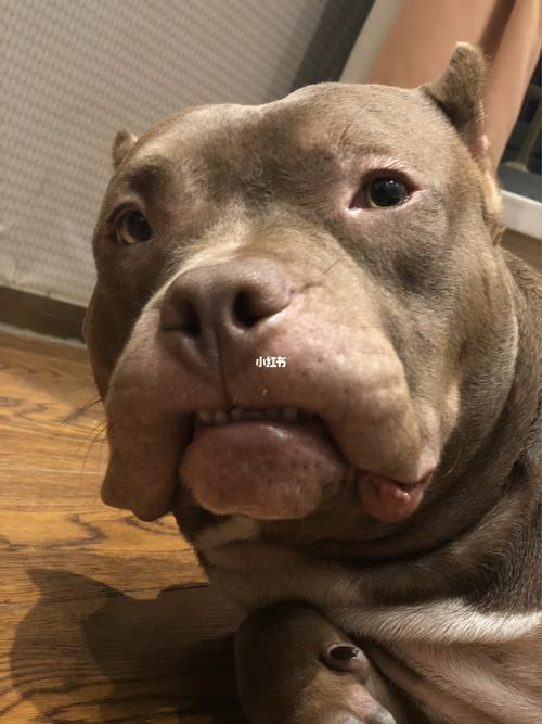 戏精狗本狗!_恶霸犬_宠物_狗