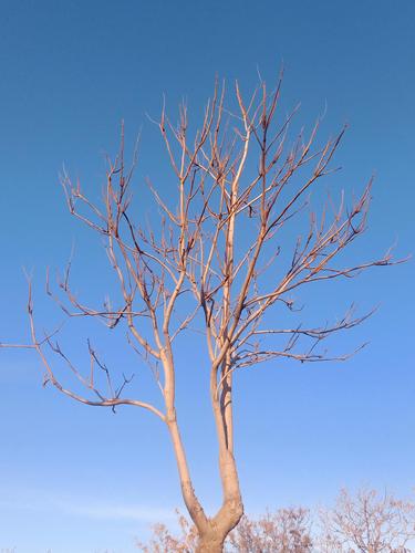 北方春天秃光光的树