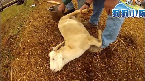 大姐给羊做绝育手术视频在线观看 - 西瓜视频