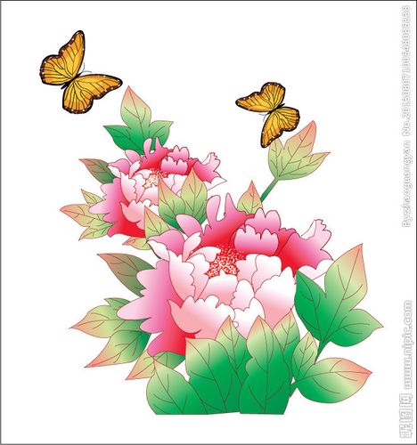 牡丹花图片