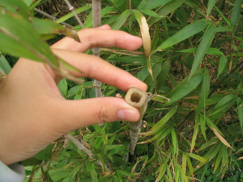 其直径1-4厘米,茎杆四方形或近四方形,竹节略鼓出,散生细小根点如刺