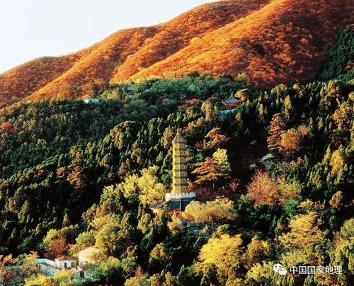 松——劲风无荣木,此荫独不衰