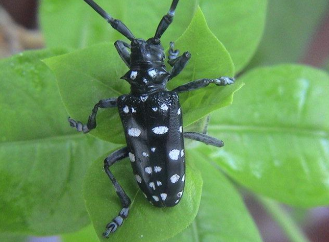 鸣叫声很大的一种昆虫,原来它是属于天牛的一个品种,是会危害木本植物