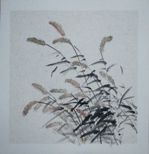 狗尾巴草