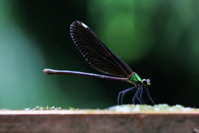 张家界的蜻蜓和蝴蝶