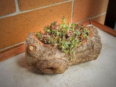 利用树根制作多肉盆景花盆