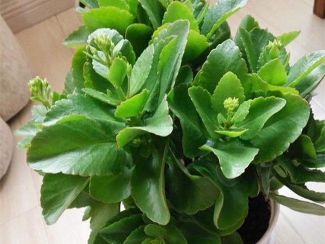 长寿花叶子软趴趴仅三步还你叶绿花美