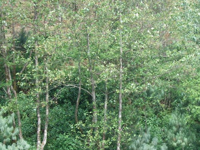  p>青木树学名为桤树,又称旱冬瓜树,水冬瓜树.