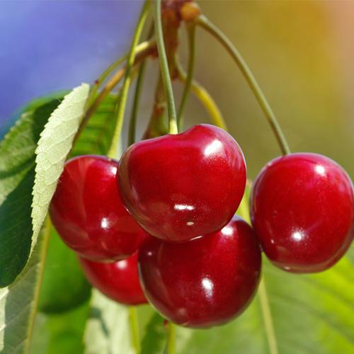 美国华盛顿车厘子 超甜进口车厘子水果批发 9.5r skeena