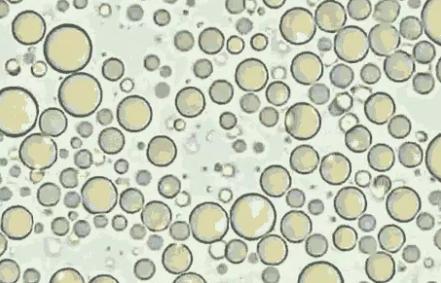 母乳用显微镜放大1000倍是什么样子?它是"活"的,母爱