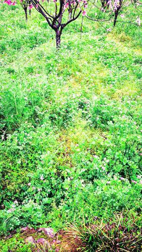 桃花树下,这种不知名的野草花密密匝匝,依然美丽.