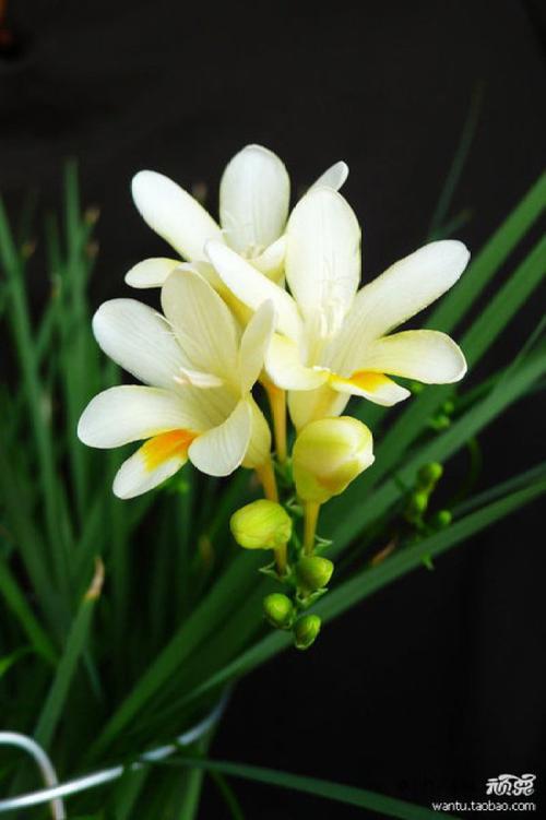 香雪兰图片大全大图