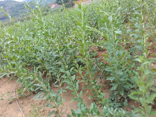 (全国出售)优质产区叶用枸杞苗 菜用枸杞苗